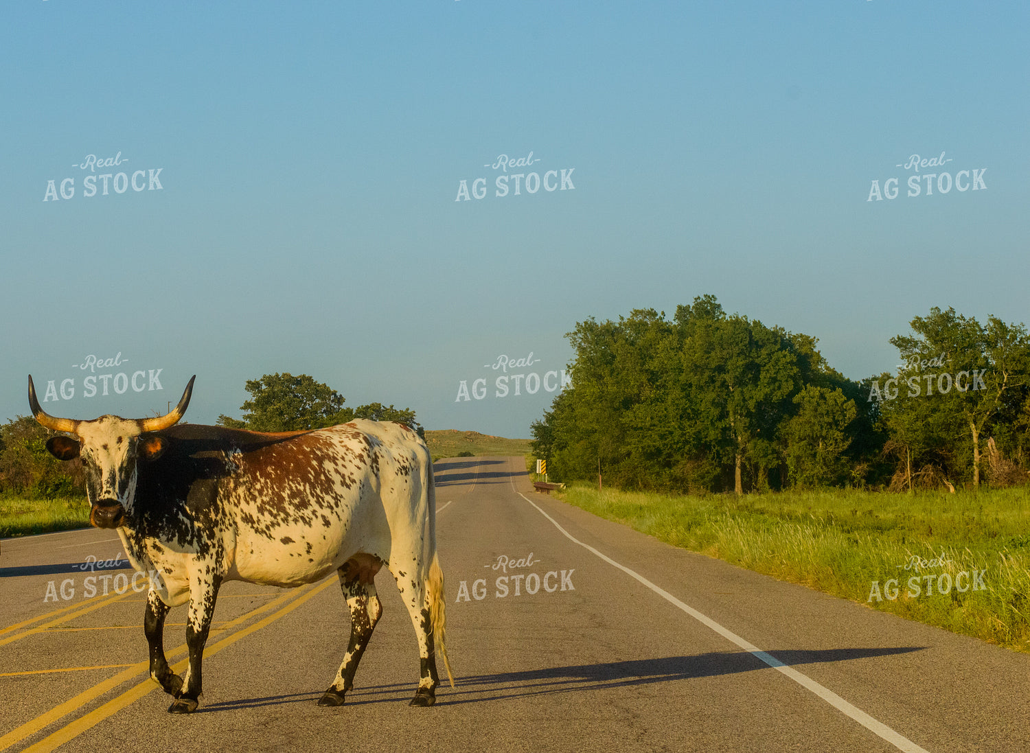 Cattle on Road 283003