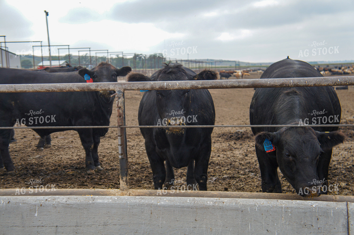 Cattle in Feedlot 156043