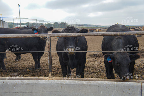 Cattle in Feedlot 156043