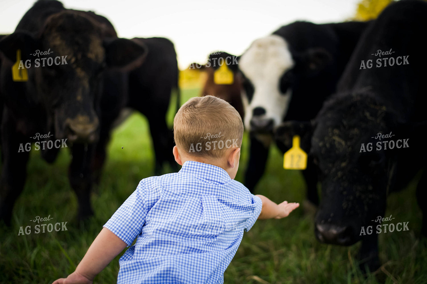 Farm Kid in Pasture with Cattle 115021