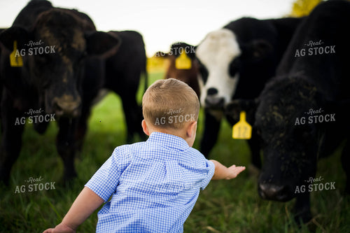 Farm Kid in Pasture with Cattle 115021