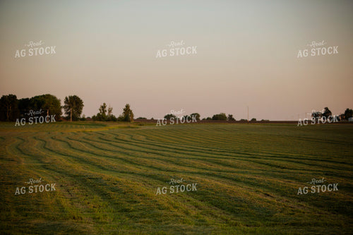 Cutting Hay 4969