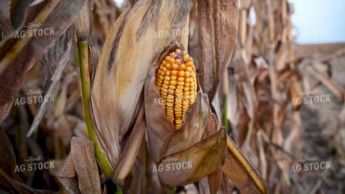 Corn on the Stalk in and out of Focus - 413