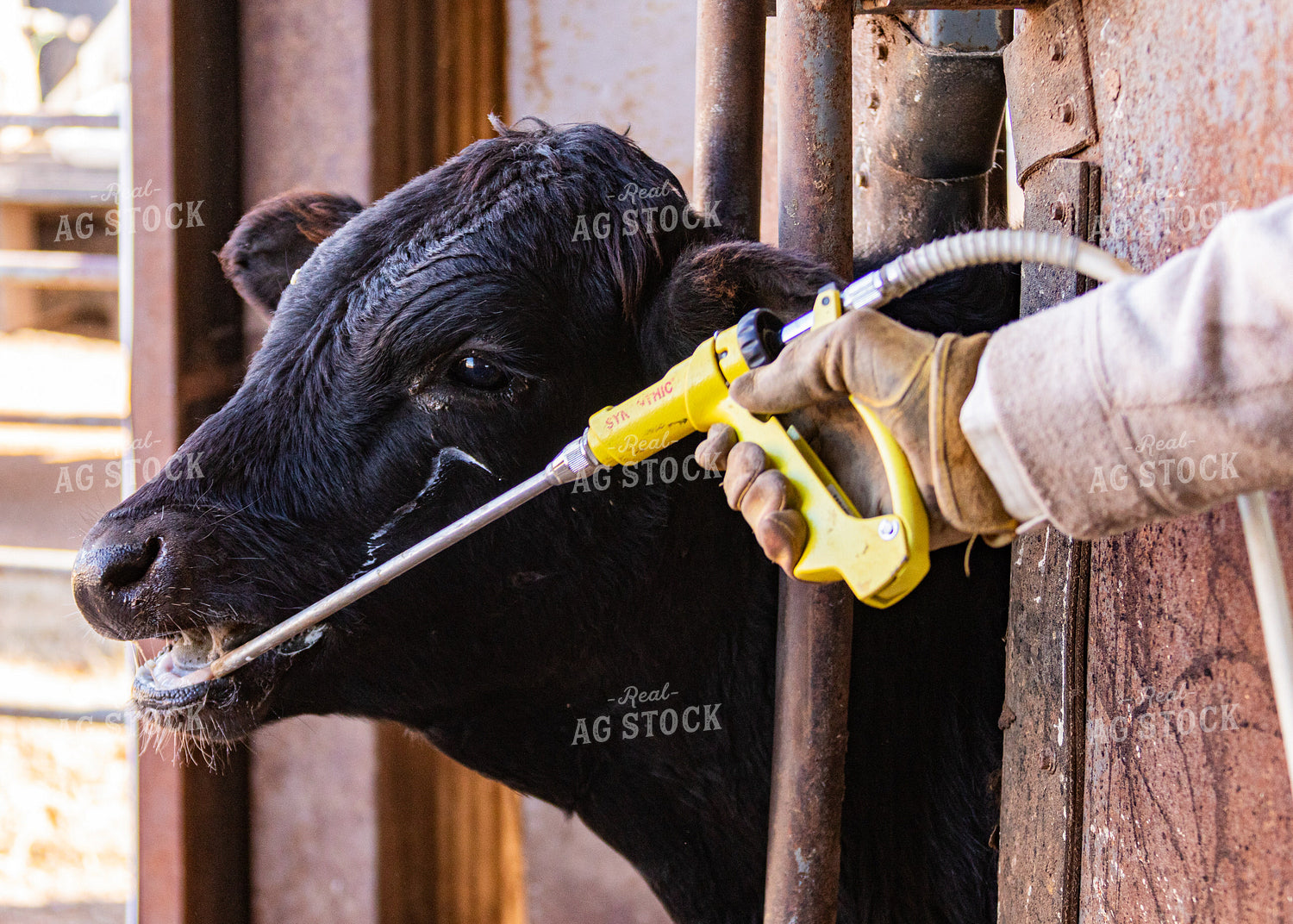Cow Getting Vaccine 231033