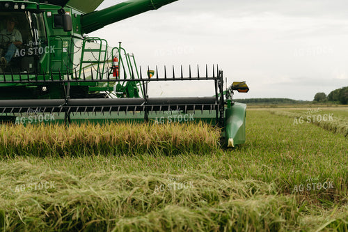 Rice Harvest 125279