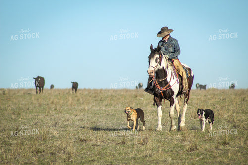 Male Rancher on Horse with Cattle 78006