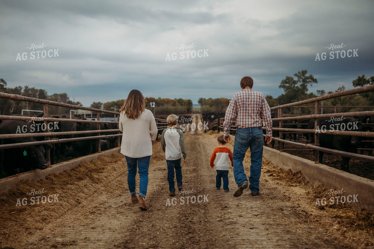 Ranch Family Checking Cattle 285026