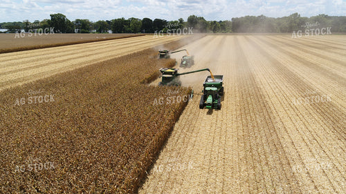 Corn Harvest 80031