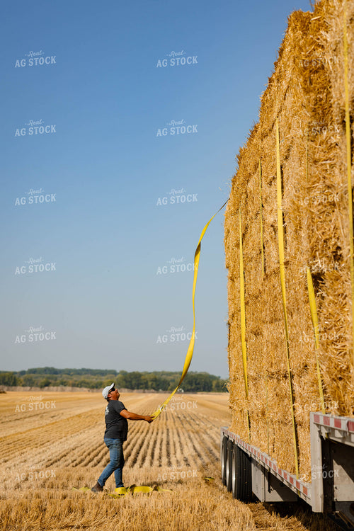 Farmer Loading Straw Bales 152345
