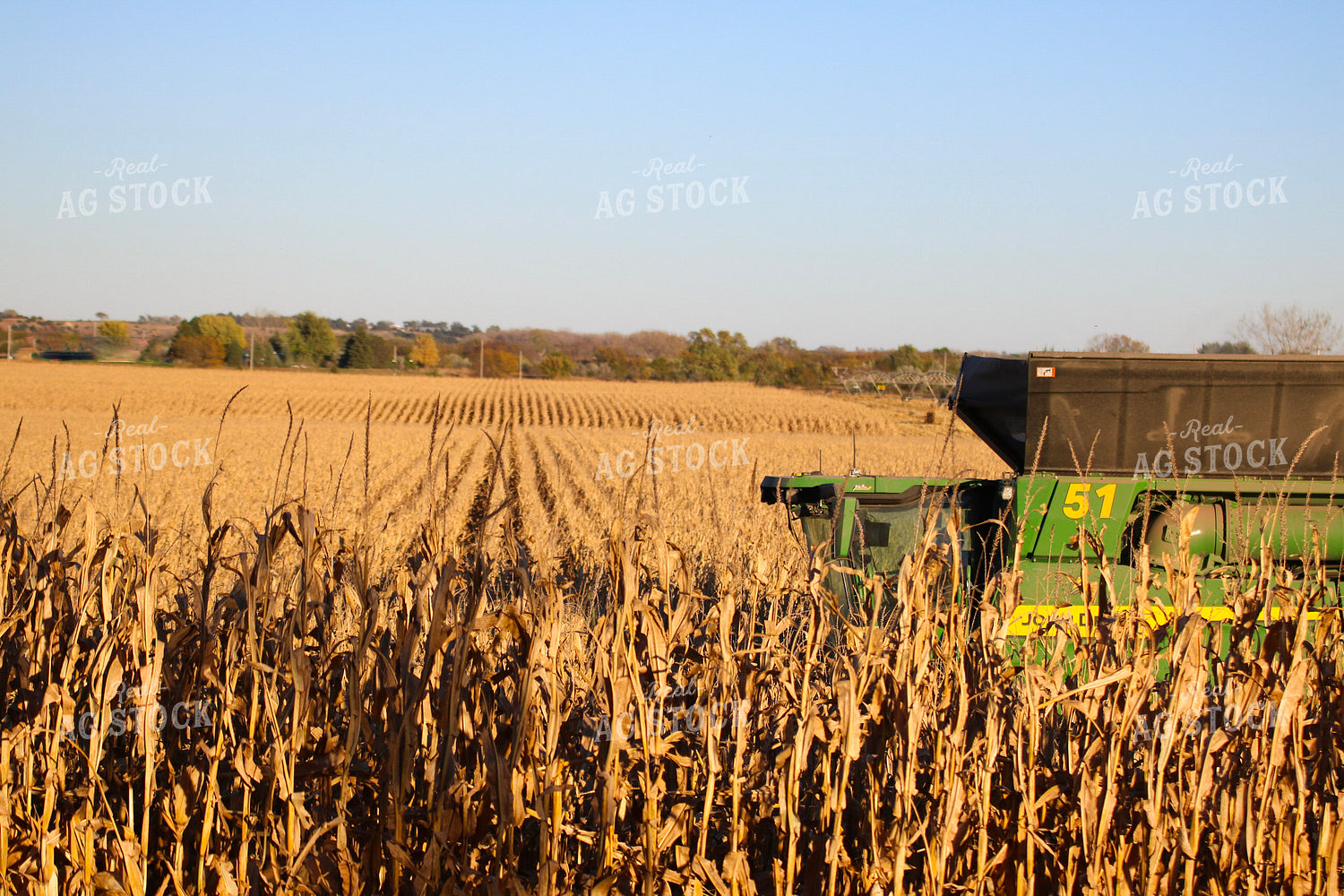 Corn Harvest 82343