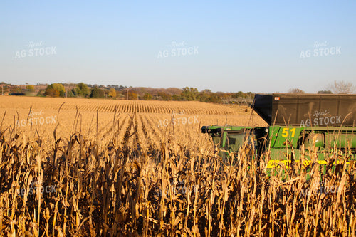 Corn Harvest 82343
