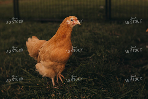 Adolescent Chickens 4335
