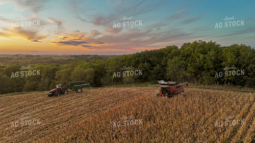 Corn Harvest 191285