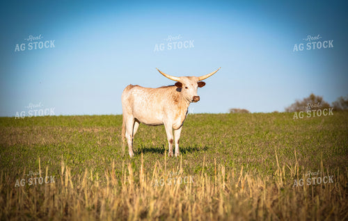 White Park Cow 81046