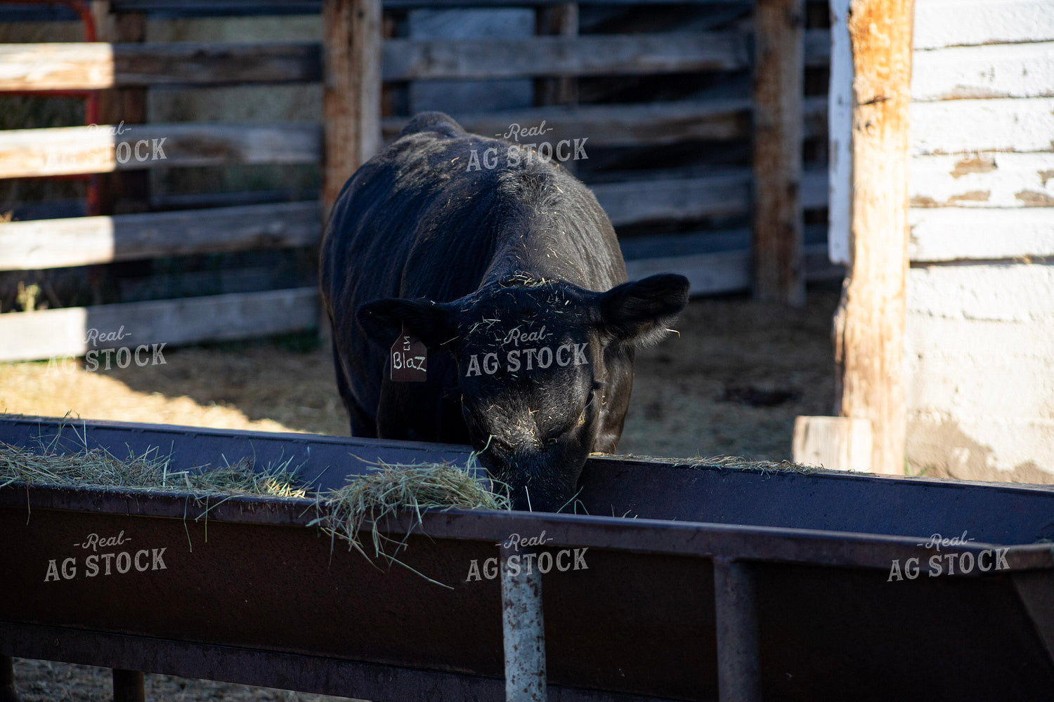 Black Angus Cattle Eating from Feed Trough 117130