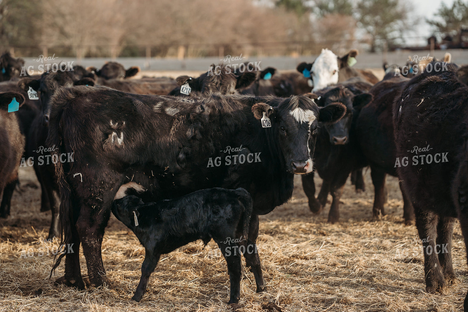 Cow Calf Pairs 196242