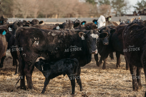 Cow Calf Pairs 196242
