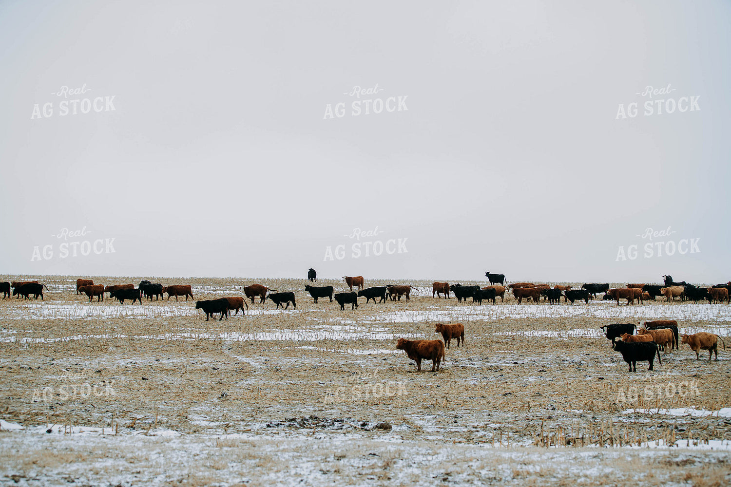 Cattle in Pasture 77164