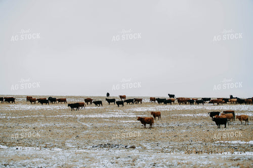 Cattle in Pasture 77164