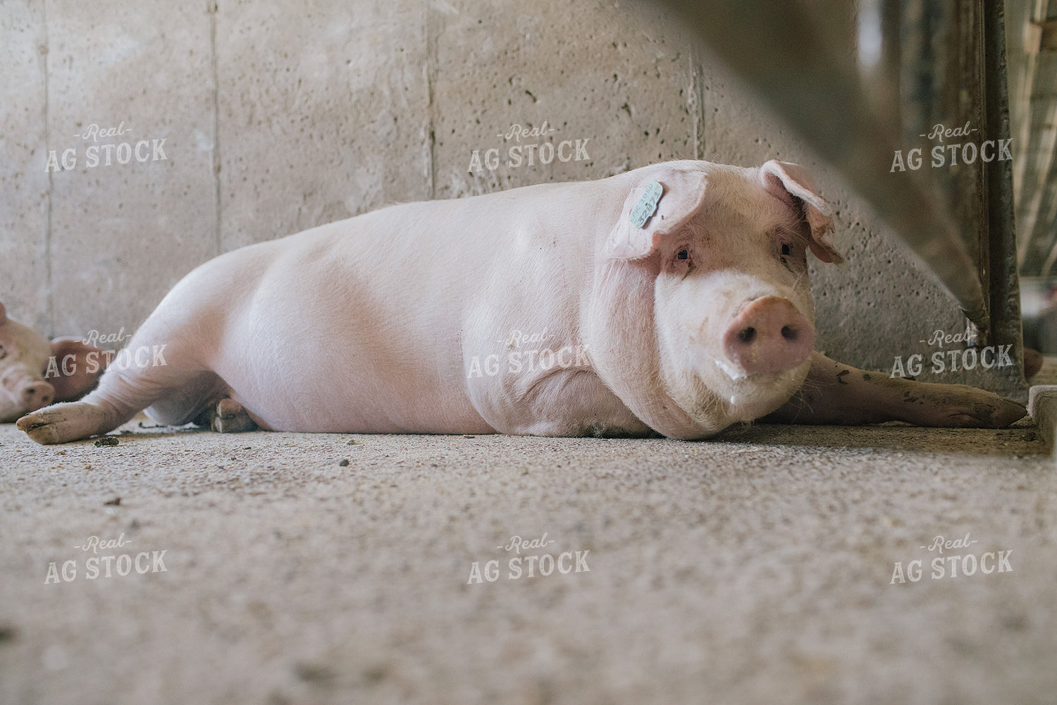 Pig in Pen in Modern Barn 3229