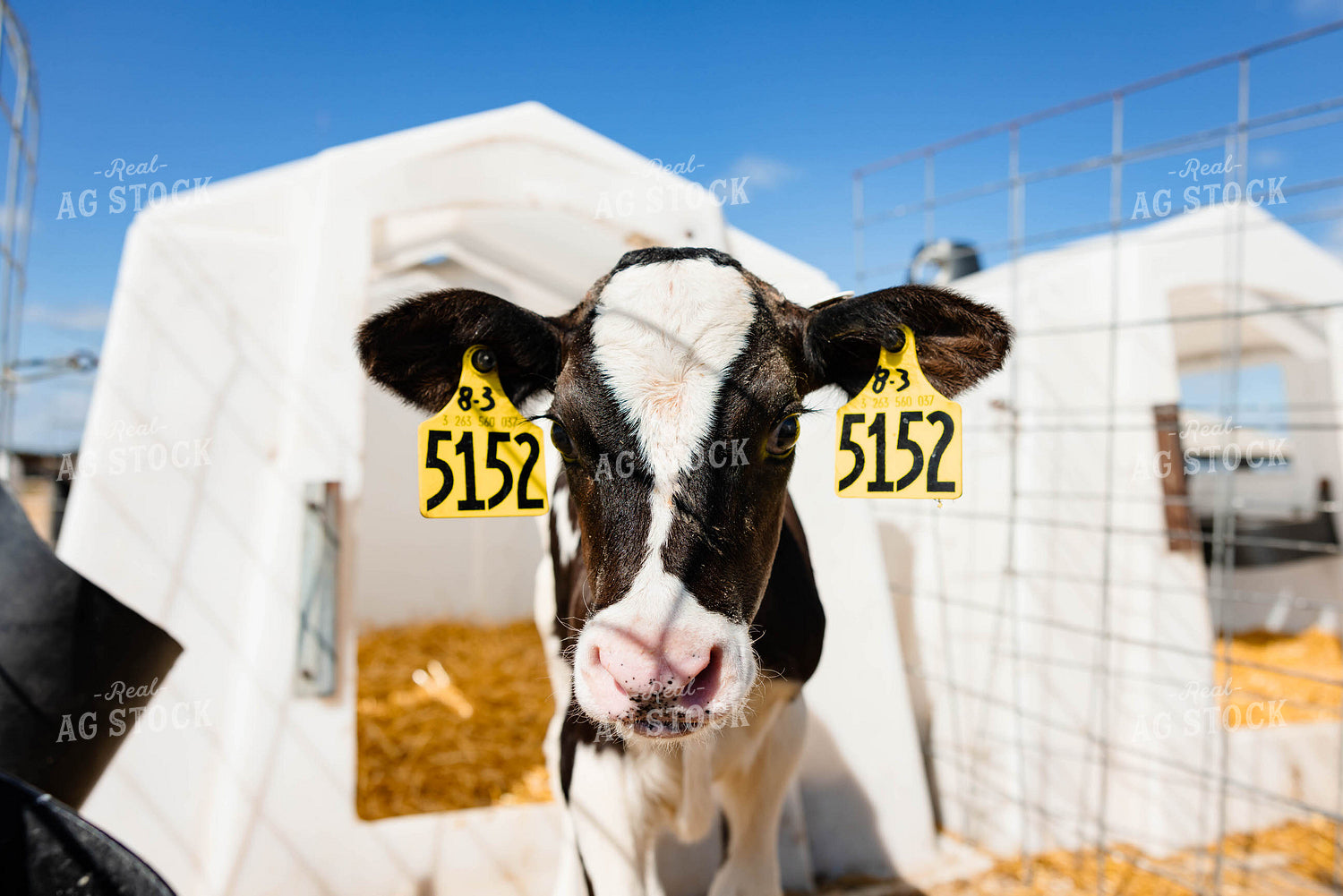 Holstein Calf in Hutch 152266