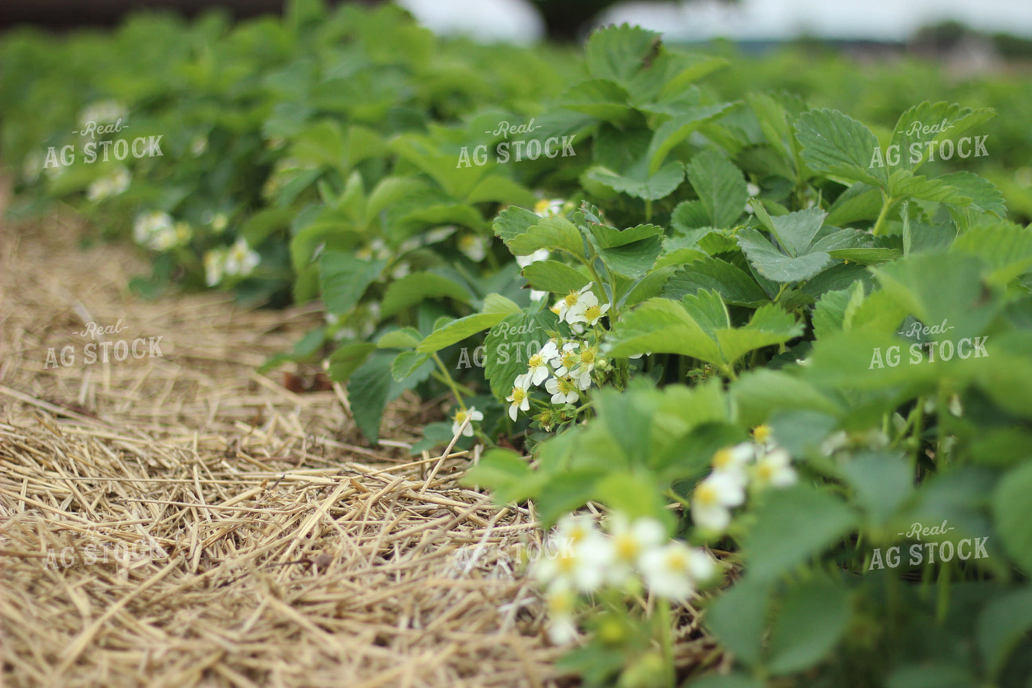 Strawberry Blooms 73058
