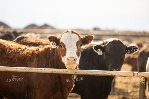 Cattle at Feedyard 99025
