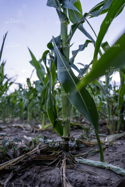 Dryland Corn With Stressed Roots 65887