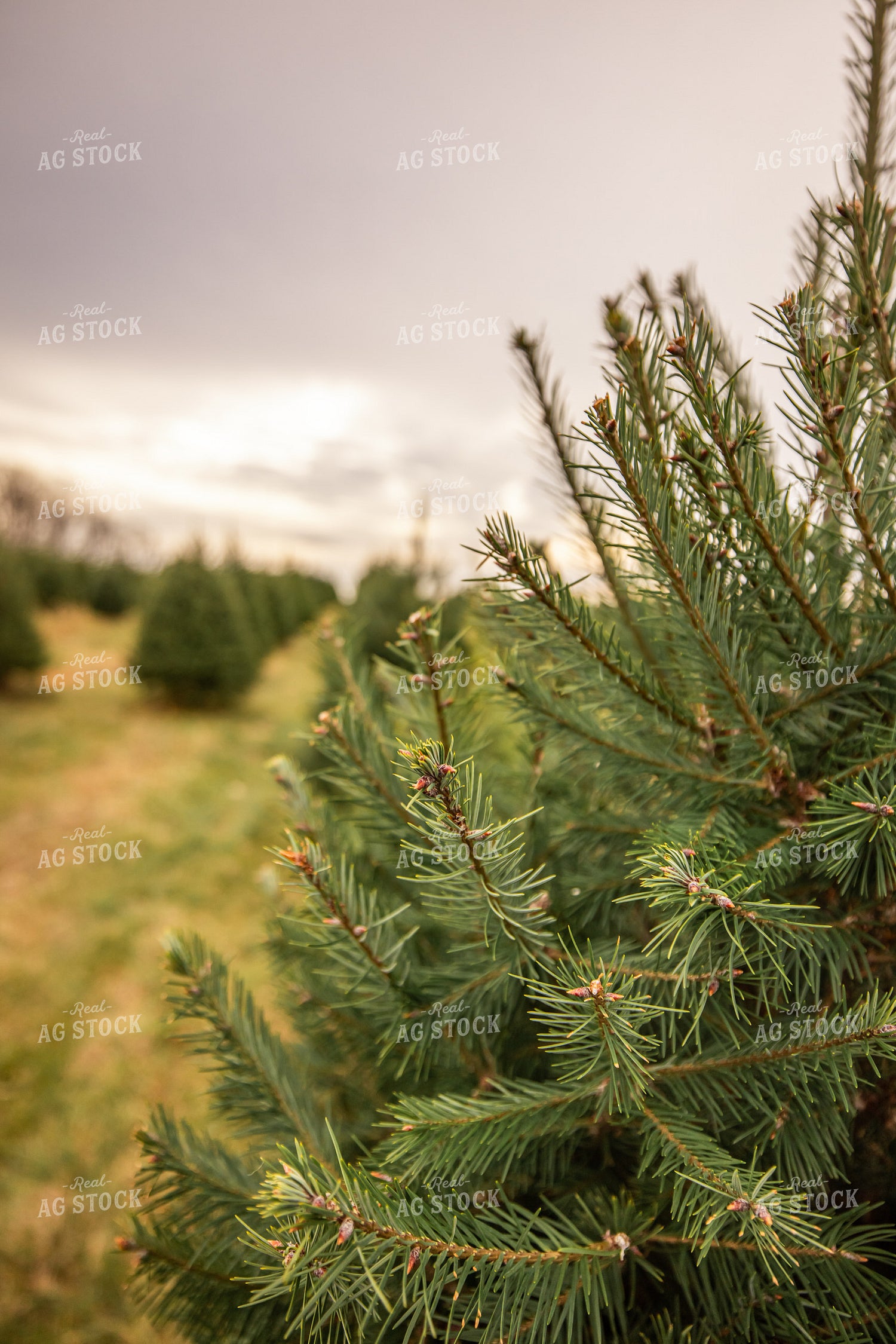 Evergreen Trees 270121