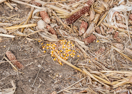 Harvested Corn Spill 193000