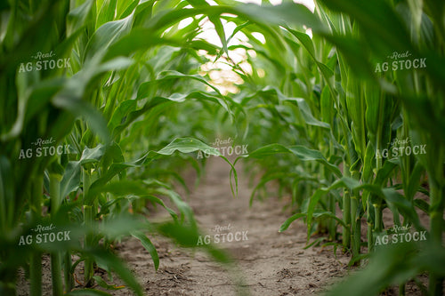 Mid-Season Corn 93030