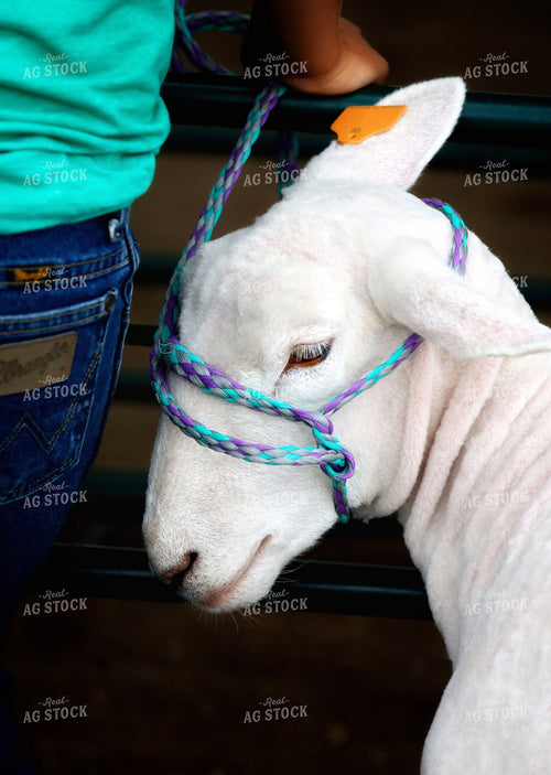 Youth Sheep Show 141716