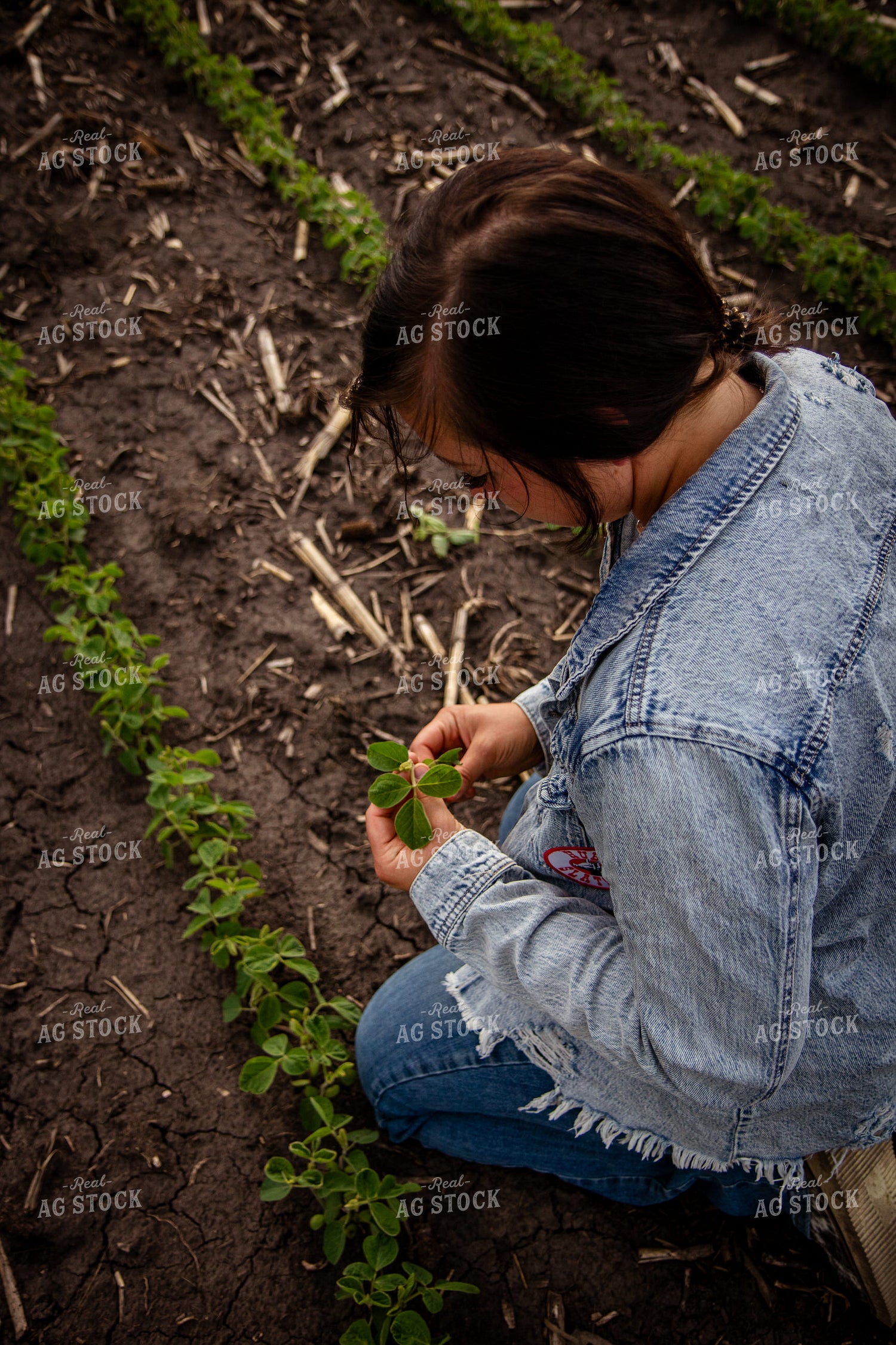 Female Farmer Checking Soybeans 67790