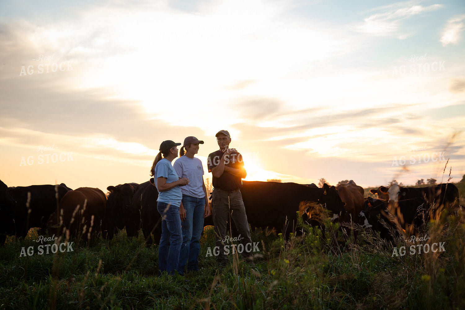 Cattle Producers Checking Herd 268376