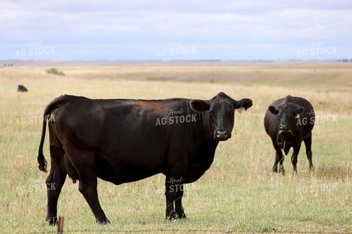 Cattle on Pasture 141807
