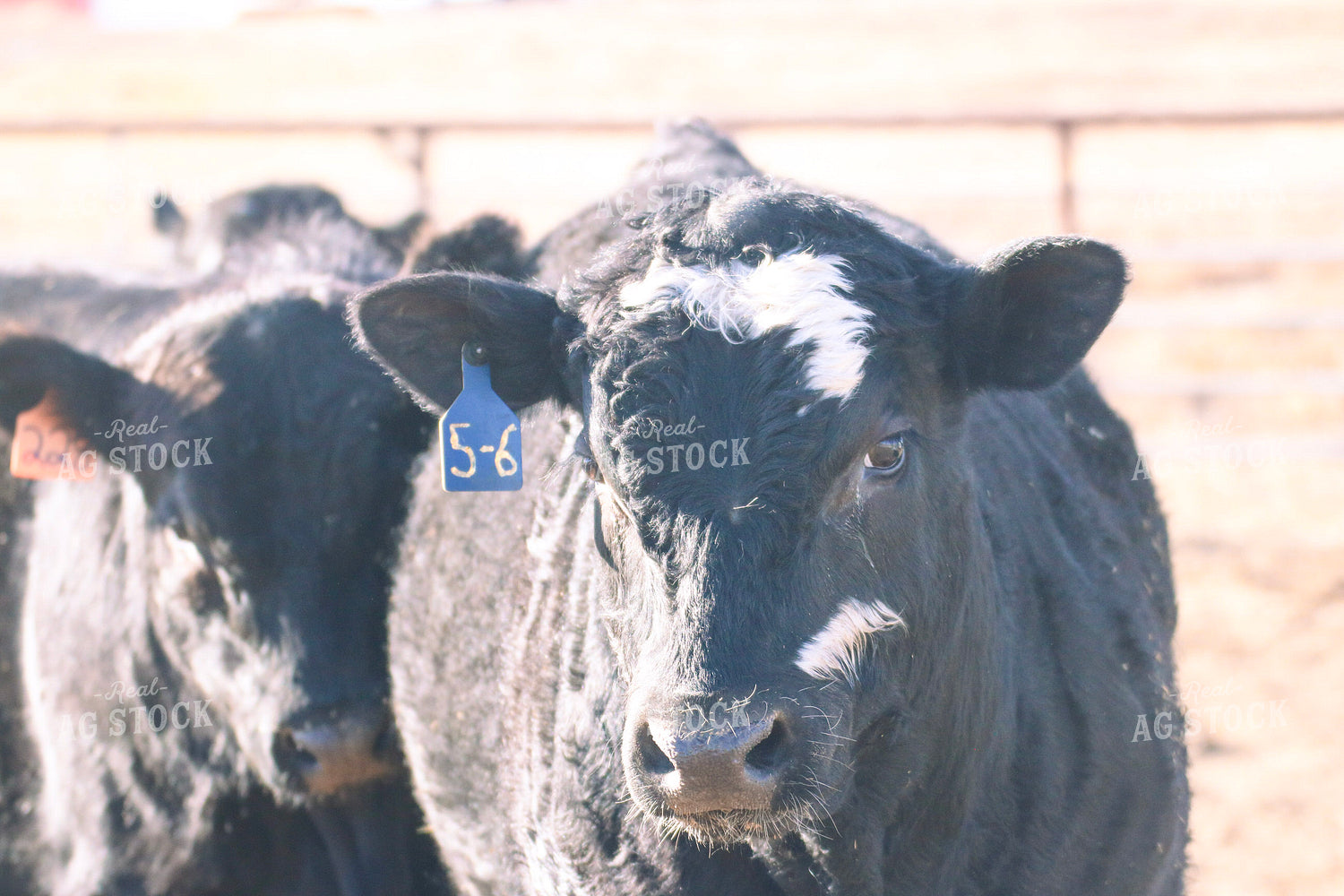 Angus Cattle on Pasture 82211