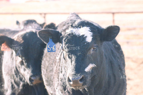 Angus Cattle on Pasture 82211