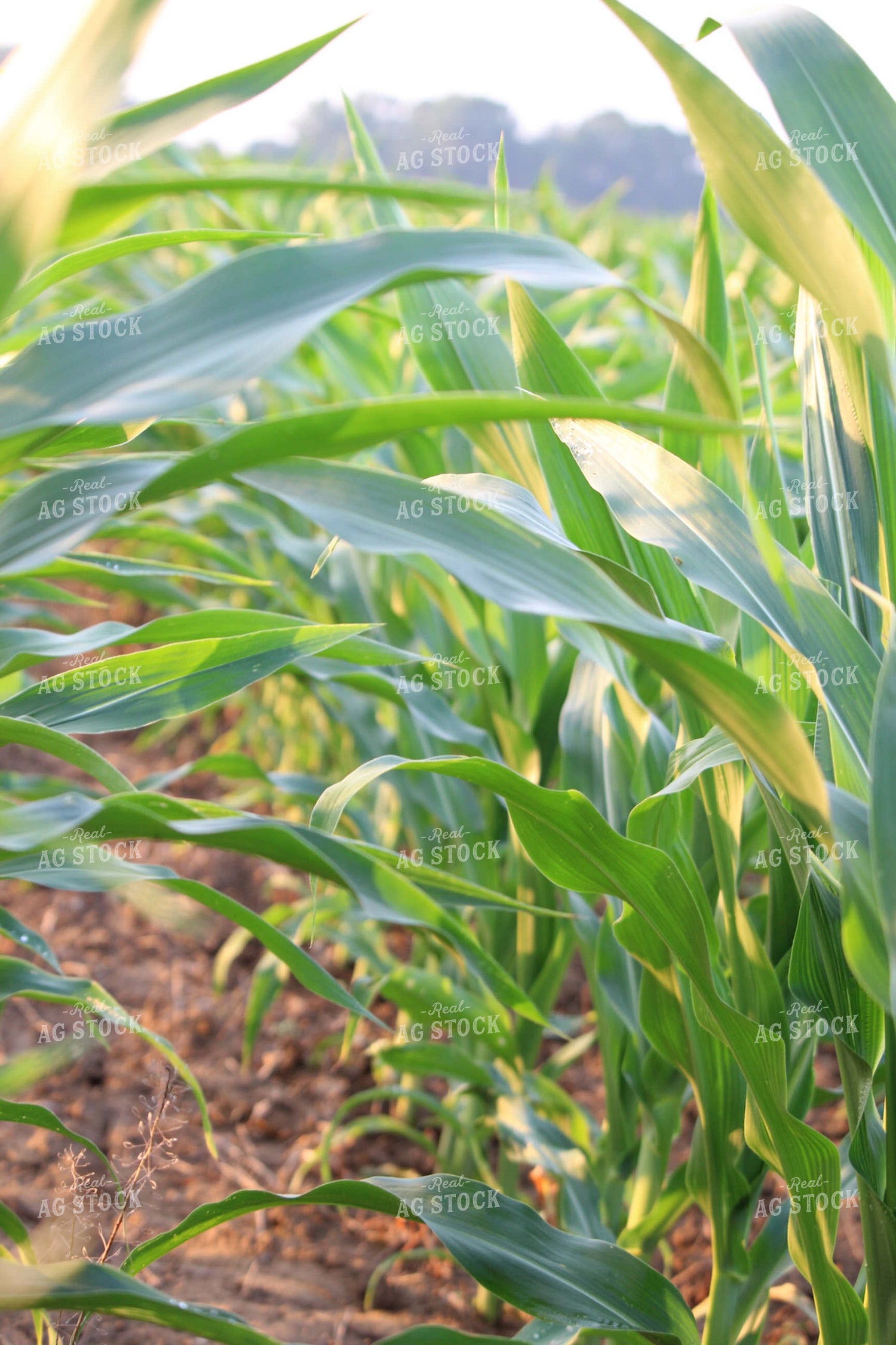 Mid-Season Corn 52030
