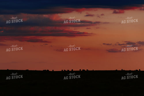 Angus Cattle Grazing in Pasture 68079