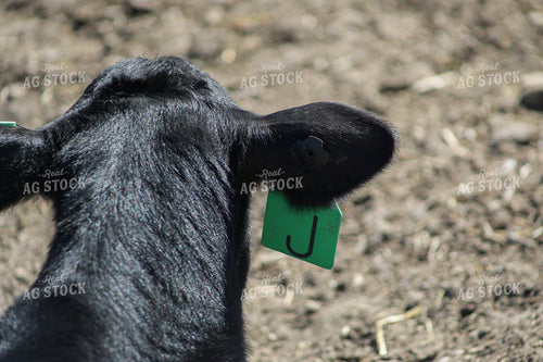 Angus Calf Ear 117239