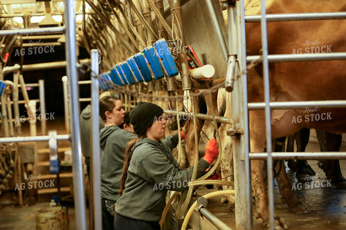 Milking Cows 161084