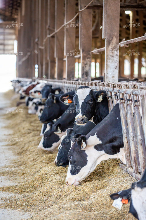 Holstein Cattle Eating in Freestall Barn 270070