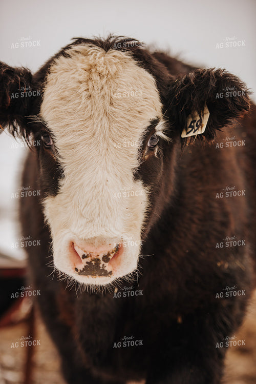 Cow in Snowy Pasture 68101