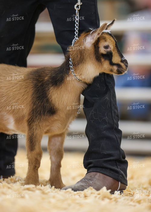 Showing Goats 160278