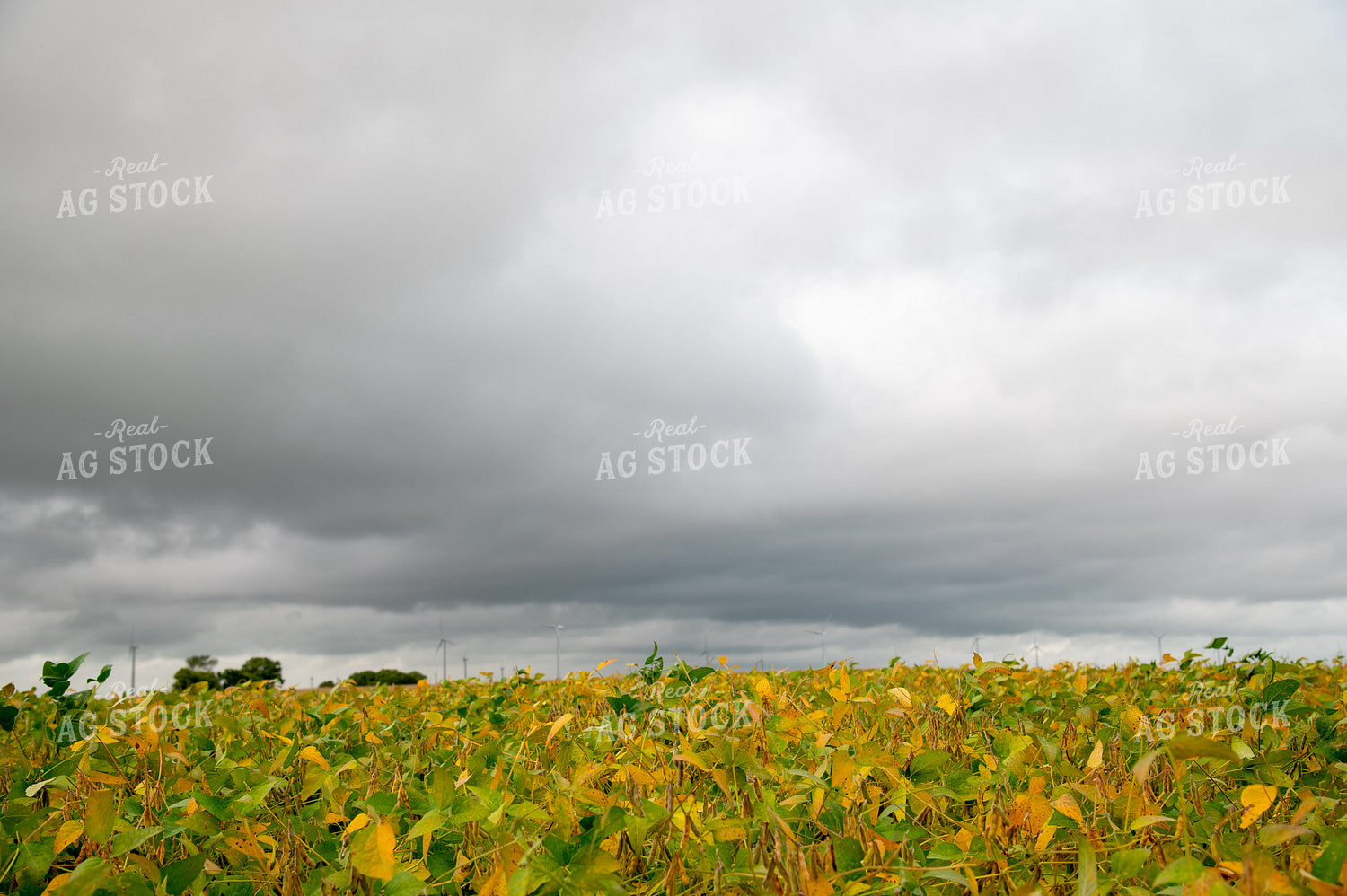Storm Clouds Over Corn Field 25454
