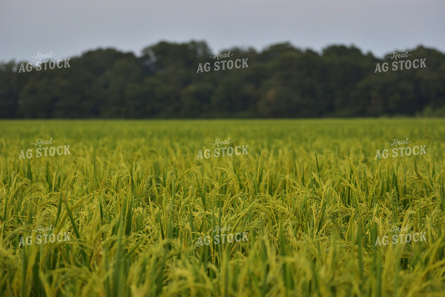 Rice Field 144005
