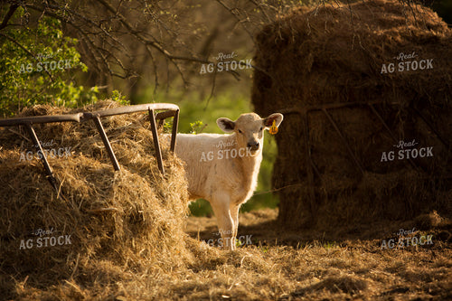 Calf - Charolais and Angus Cross 10