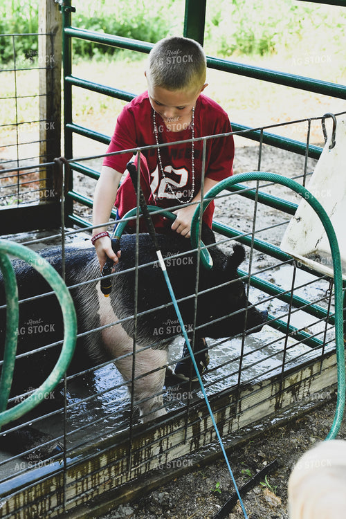 Farm Boy Washing Show Pig 86022
