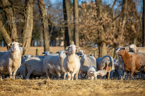 Sheep 270268