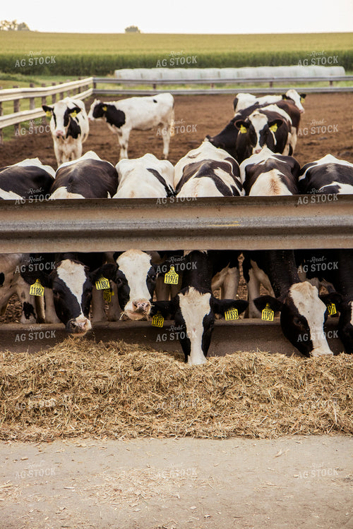 Holstein Cattle in Lot 67396